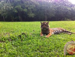 Foto Warga Riau Tewas Diterkam Harimau