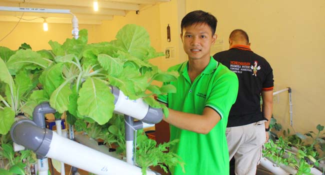 Foto Hydro Garden Jawab Kebutuhan Sayuran dan Buah Higienis di Padang