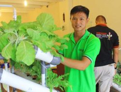 Foto Hydro Garden Jawab Kebutuhan Sayuran dan Buah Higienis di Padang