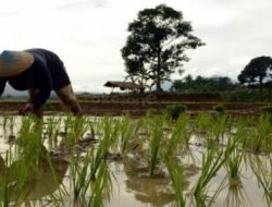 Foto Panen Padi Selama Januari hingga September Meningkat