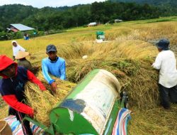 Foto Realisasi Luas Panen Padi di Riau Capai 51,91 Ribu Hektare