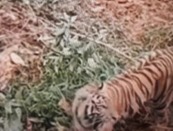 Foto Harimau Terekam CCTV di Siak, Bupati: Tingkatkan Kewaspadaan