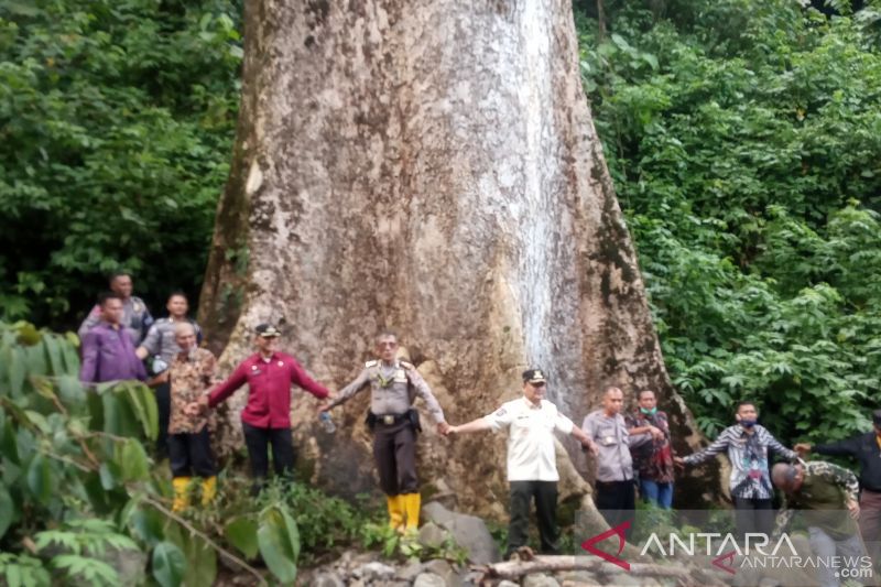 Foto Salah Satu Pohon Terbesar di Dunia Tumbuh di Agam