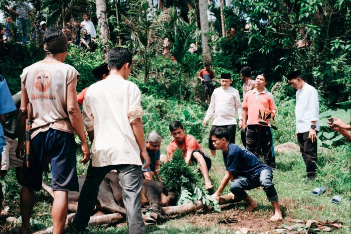 Foto Anggota DPR RI Athari Ghauti Ardi Bagikan 6 Ekor Sapi Kurban