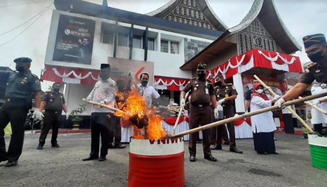 Foto 66 Kg Ganja dan 4,2 kg Sabu Dimusnahkan Kejari Bukittinggi