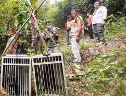 Foto Dua Ekor Beruk Mentawai Dilepasliarkan di TWA Saibi Sarabua Sumbar