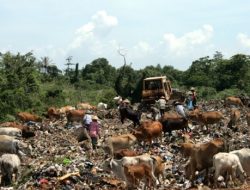 Foto Dampak Terjadi Longsor, TPA Aie Dingin Padang Tampung Sampah Bukittinggi