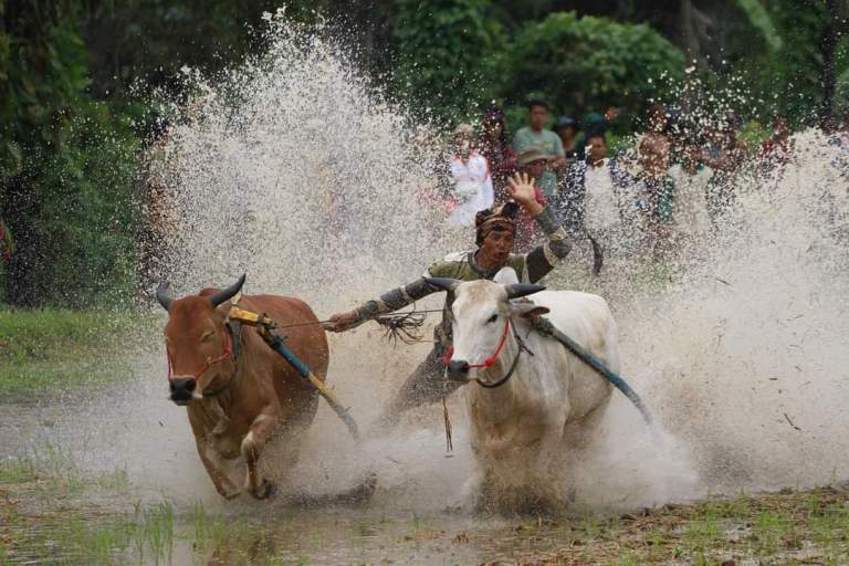 Foto Alek Pacu Jawi Digelar di Sawah Batuang Sungai Tarab