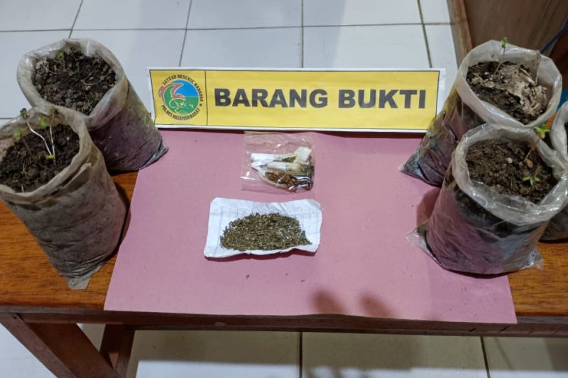 Foto Tanam Ganja di Polybag, Pemuda Ditangkap Polres Pasaman Barat