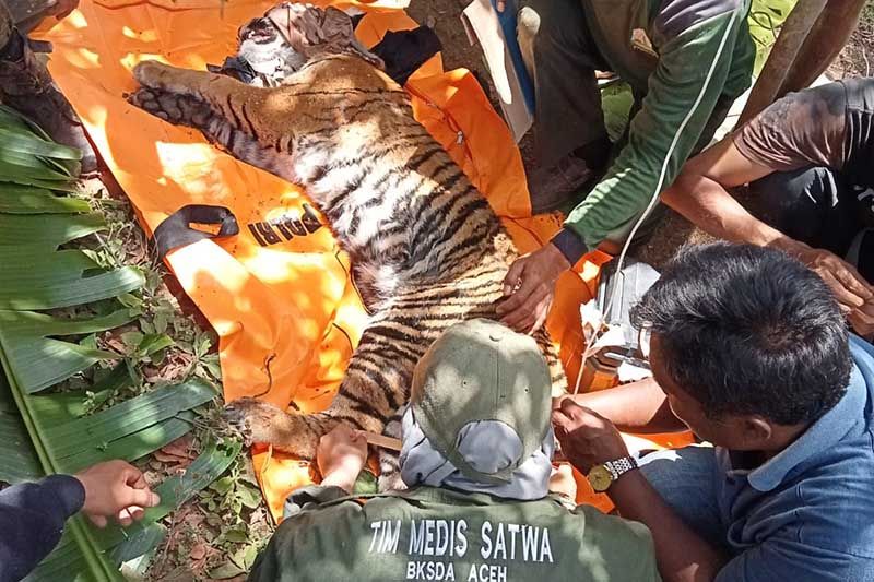 Foto BKSDA Evakuasi Harimau Terkena Jerat di Gayo Lues