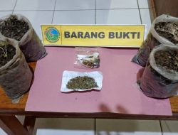 Foto Tanam Ganja di Polybag, Pemuda Ditangkap Polres Pasaman Barat