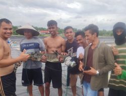 Foto Buaya Masuk Tambak Udang di Agam Berhasil Ditangkap