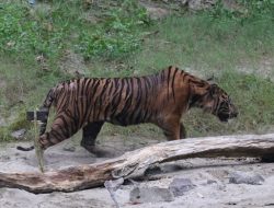 Foto Seekor Harimau Dilepas ke Taman Nasional Gunung Leuser