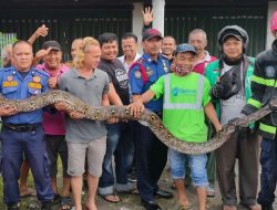 Foto Tim Damkar Evakuasi Ular Piton dari Loteng Sebuah Ruko di Cengkeh