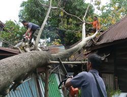 Foto Hujan Badai, Tiga Rumah di Kota Padang Ditimpa Pohon Tumbang