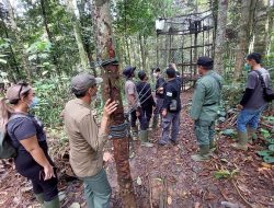 Foto BKSDA Sumbar Melepasliarkan Sepasang Siamang