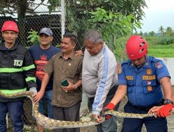 Foto Damkar Padang Evakuasi Ular Piton dari Kandang Ayam Milik Warga Pauh