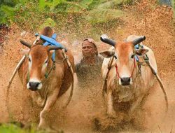 Foto Nagari Pariangan Tanah Datar Gelar Pacu Jawi