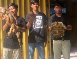 Foto Melihat Aktivitas Komunitas Reptil di Kota Padang