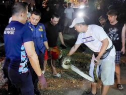 Foto Ular Piton Sepanjang 4 Meter Dievakuasi dari Loteng Rumah Warga