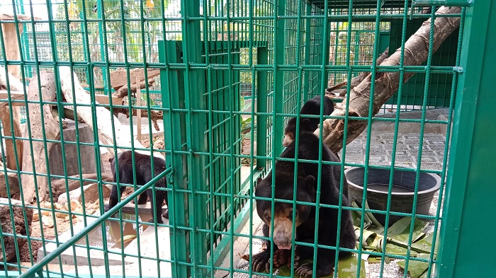 Foto Tiga Beruang Madu Dipindahkan dari Sumbar ke BKSDA Bengkulu