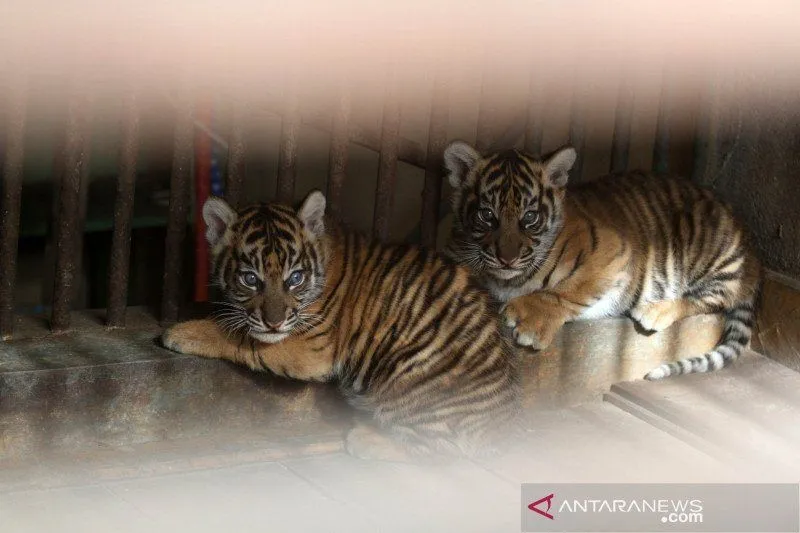 Foto Anak Harimau Masuk Perangkap di Pelalawan