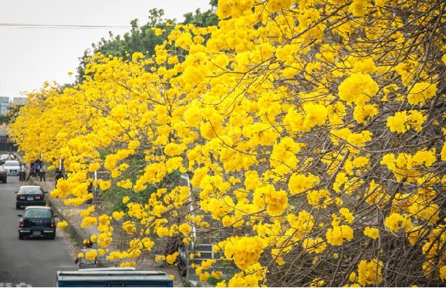 Foto Padang Bakal Cantik, Tabebuya Jadi Pohon Pelindung di Tengah Kota