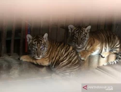 Foto Anak Harimau Masuk Perangkap di Pelalawan