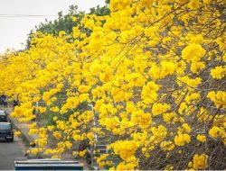 Foto Padang Bakal Cantik, Tabebuya Jadi Pohon Pelindung di Tengah Kota