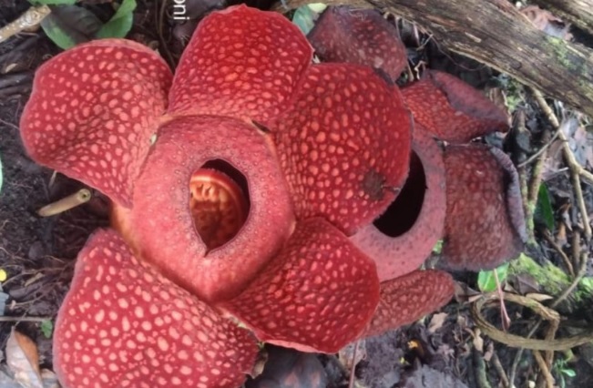 Foto Dua Bunga Rafflesia Mekar di Halaman Rumah Warga Agam