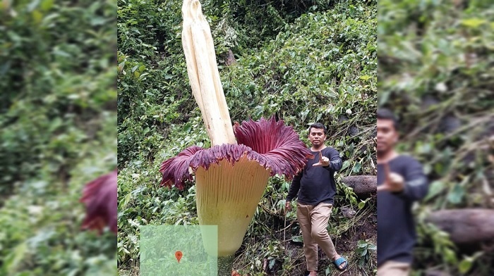 Foto Bunga Bangkai Raksasa Mekar di Palupuh Agam