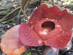 Foto Bunga Rafflesia Mekar di Halaman Warga Agam