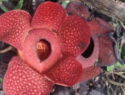 Foto Dua Bunga Rafflesia Mekar di Halaman Rumah Warga Agam