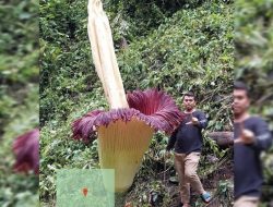 Foto Bunga Bangkai Raksasa Mekar di Palupuh Agam