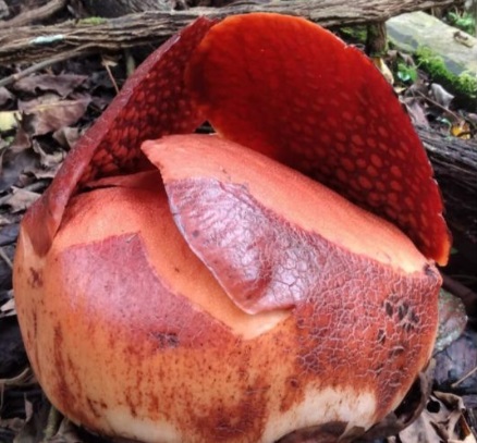 Foto Bunga Rafflesia Mekar di Halaman Rumah Warga Batang Palupuh Agam