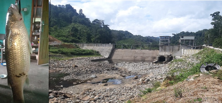 Foto Tak Ada Fishway di Bendungan PLTMH, Ikan Endemik Batang Pelangai Gadang Terancam Punah