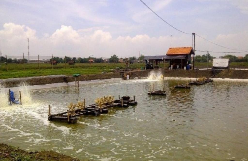 Foto Moratorium, Kabupaten dan Kota Belum Ubah RTRW di Sumbar Dilarang Bangun Tambak Udang Vaname