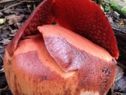 Foto Bunga Rafflesia Mekar di Halaman Rumah Warga Batang Palupuh Agam