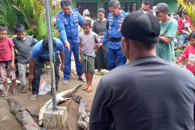 Foto Warga Tiku Lima Jorong Agam Tangkap 6 Ekor Buaya di Kebun Sawit