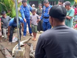 Foto Warga Tiku Lima Jorong Agam Tangkap 6 Ekor Buaya di Kebun Sawit