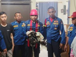 Foto Damkar Padang Lakukan Aksi Heroik Selamatkan Kucing Masuk Sumur