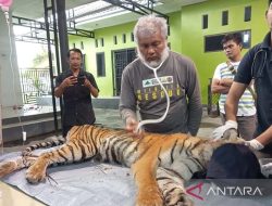 Foto Harimau Masuk Perangkap di Aceh Selatan Alami Luka Parah