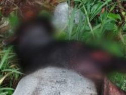 Foto Tapir Mati di Jalan Paus, Hartono: Ada Luka Benturan Keras