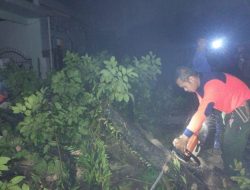 Foto BPBD Padang Minta Warga Waspadai Pohon Tumbang