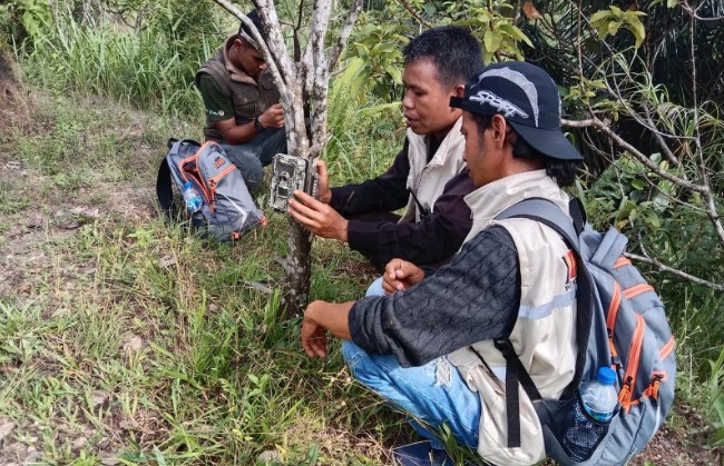 Foto BKSDA Sumbar Halau Satwa Liar Mangsa Ternak Warga di Agam