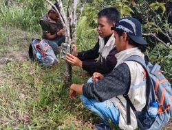 Foto BKSDA Sumbar Halau Satwa Liar Mangsa Ternak Warga di Agam