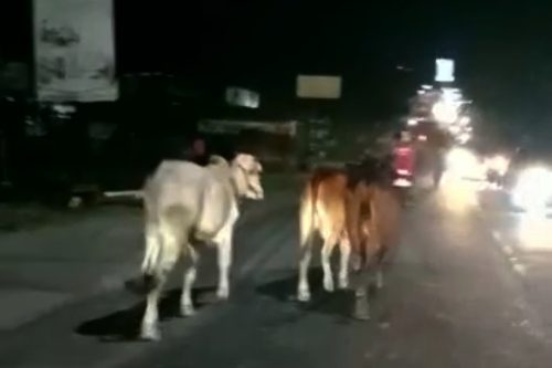 Foto 7 Sapi Kurban di Pekanbaru Kabur Viral, 1 Masuk Parit