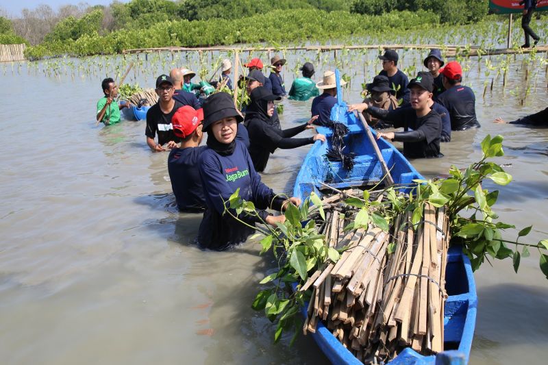 Foto Telkomsel Tanam 15.060 Pohon di Kawasan Hutan Mangrove Indonesia