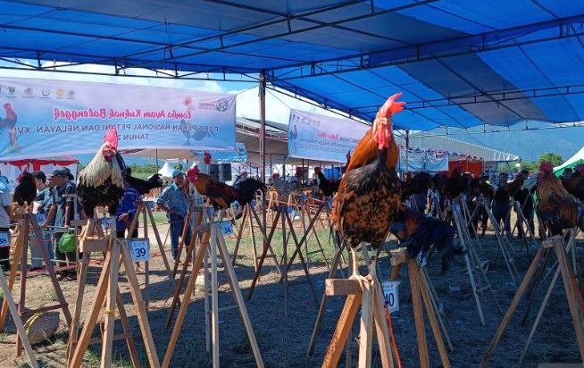 Foto Kontes Ayam Kukuk Balenggek Pecahkan Rekor Dunia di Penas Tani