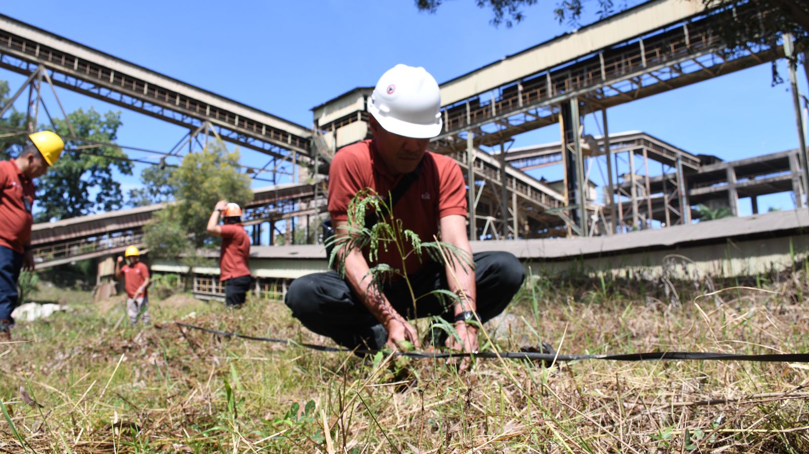 Foto Jadi Energi Terbarukan Masa Depan, Semen Padang Siapkan 19 Ha Lahan untuk Kaliandra